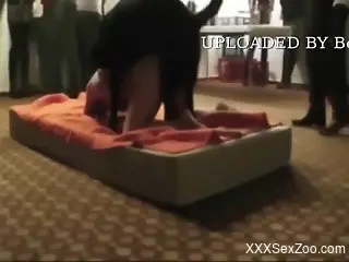 Doggy style bestiality in front of a kinky crowd