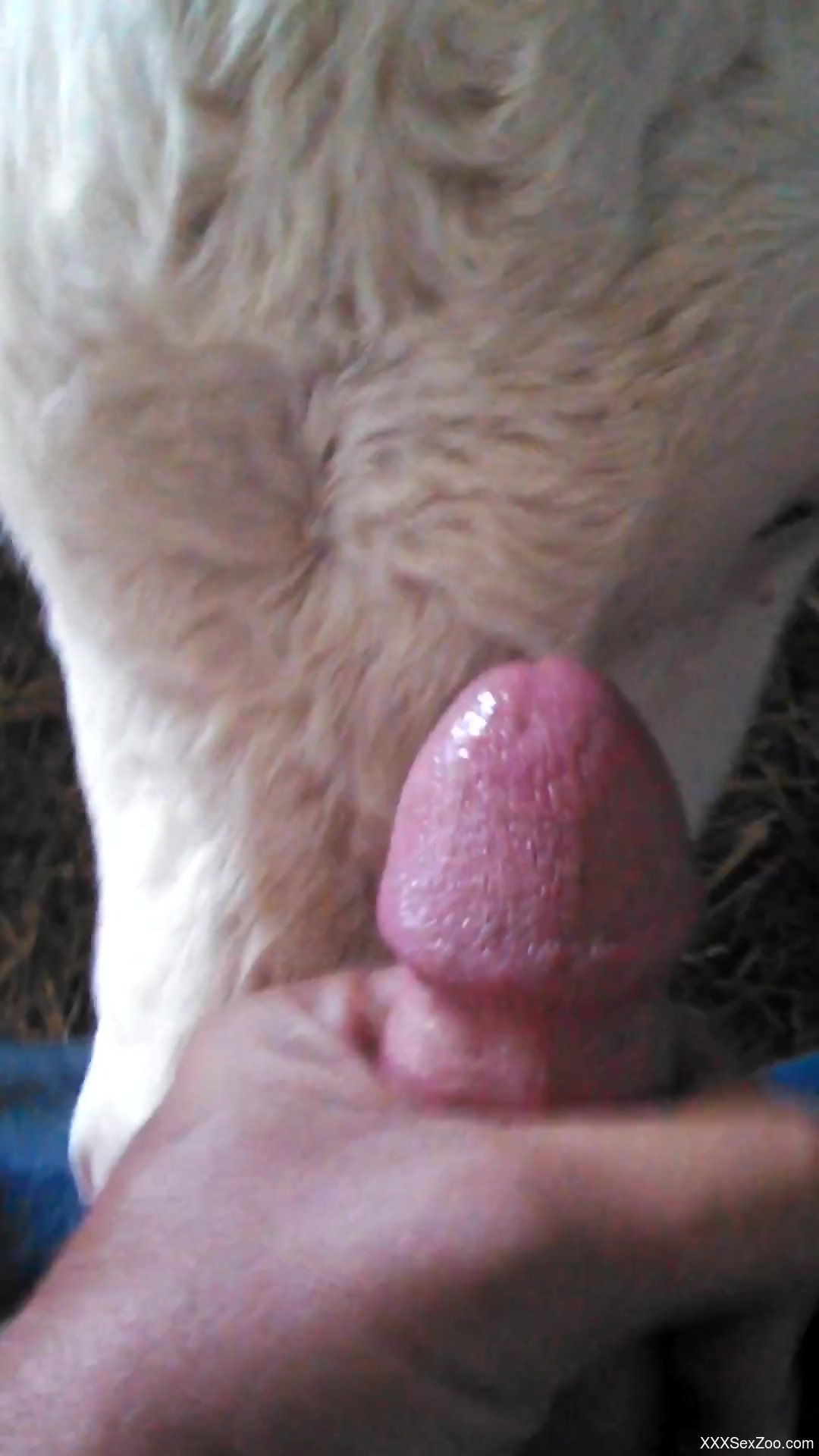 Sexy cow getting face-fucked by a kinky dude