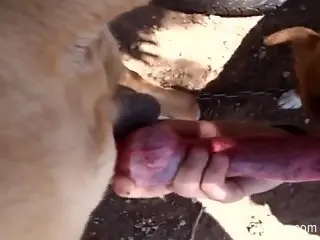 Dog's red cock getting pleasured by a kinky babe