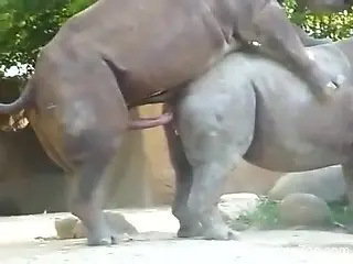 Rhino sex video for true bestiality connoisseurs