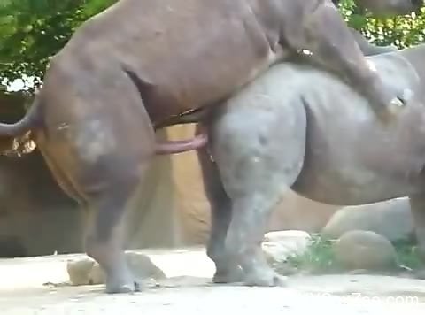 Animal Sexvedeios - Rhino sex video for true bestiality connoisseurs - XXXSexZoo.com