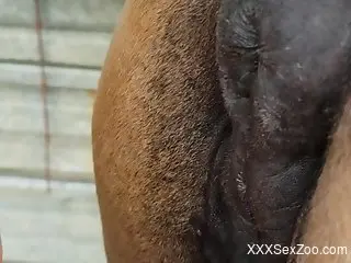 Dude enters a hot mare pussy with his hard cock