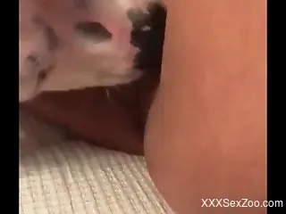 Dog eats that delicious pussy before fucking it deep