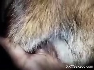 Man fist fucks furry animal while filming himself