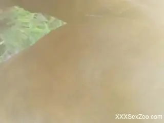 Dude bangs an animal's hot hole in a zoo porn vid