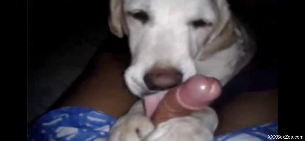 Playful dog licking this dude's cock in a POV vid - XXXSexZoo.com