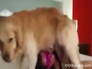 Hot babe feels entire dog cock into her soaked pussy