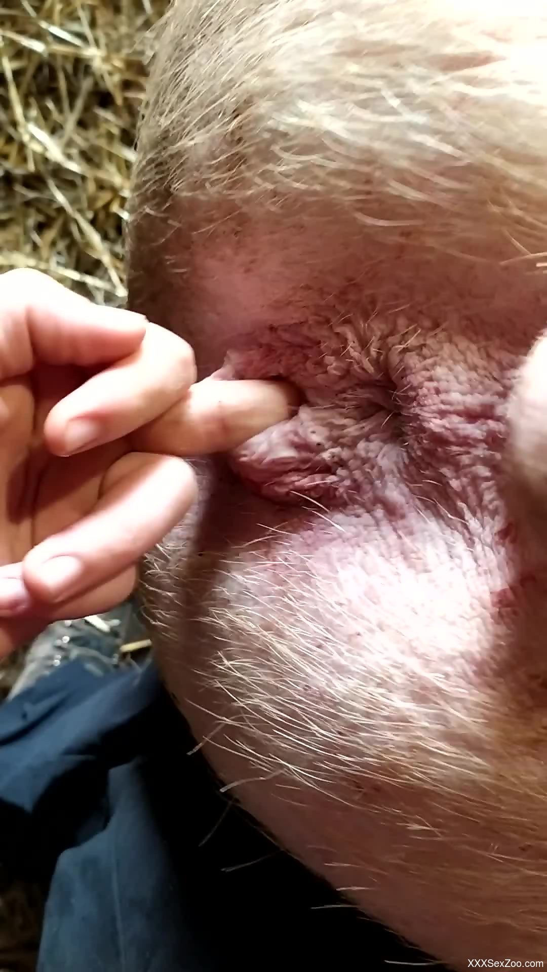 Horny farmer fingering pigs pink little pussy