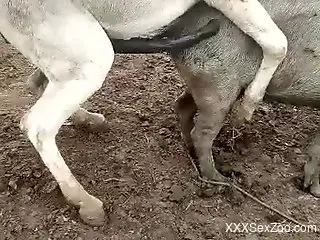 Animal-on-animal fuck scene with TRUE passion
