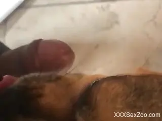 Furry dog licks the man's hard dick then licks sperm