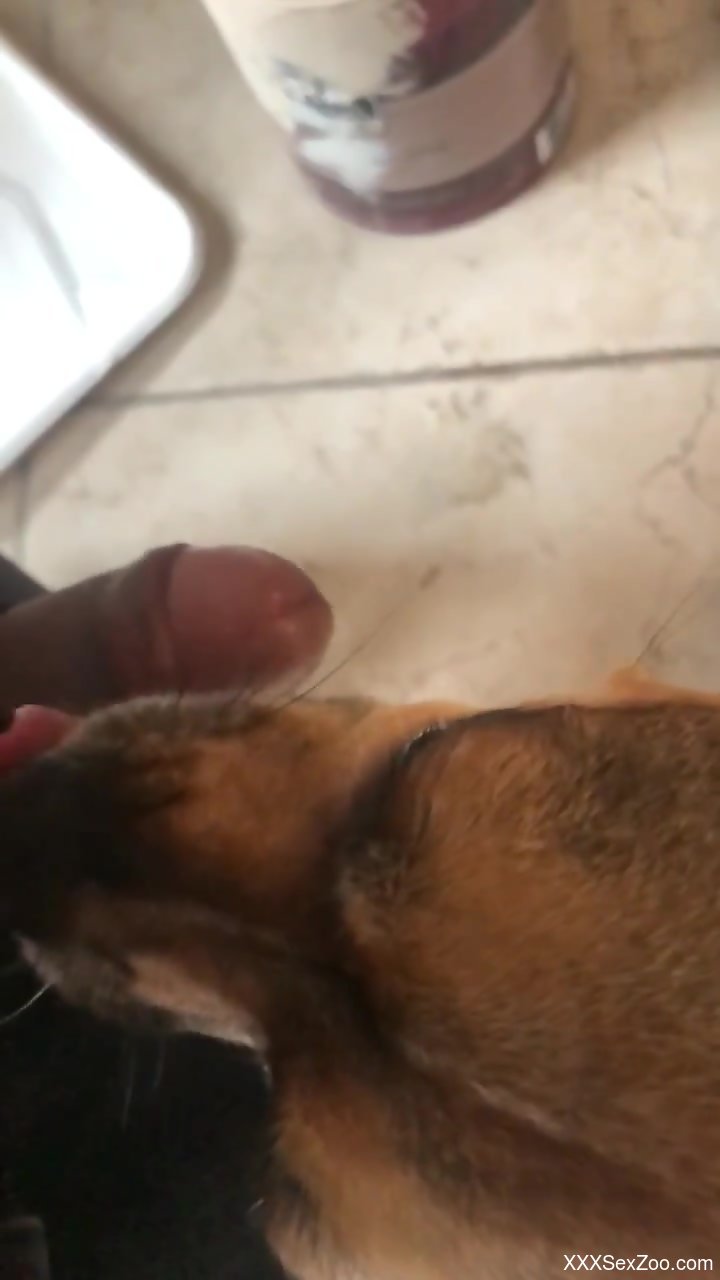 Dog licks peanut butter off cock