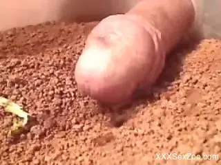 Dude with a nice-looking cock fools around with ants