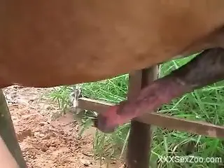 Huge horse dick brutally fucks brunette's ass