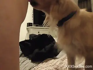 Furry dog pleases horny man with the right cock licking