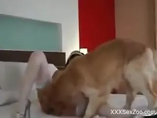 Bedroom zoo cam action with the furry dog
