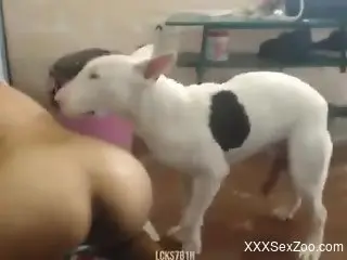 Fishnets-wearing zoophile riding a dog's cock