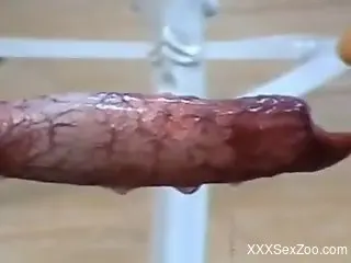 Two Latin babes take turns deepthroating a dog's dick