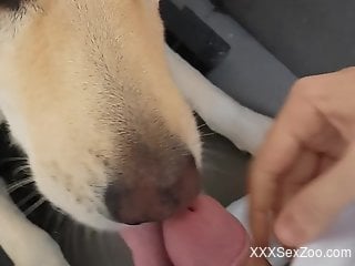 Playful dog licking the tip of this dude's cock
