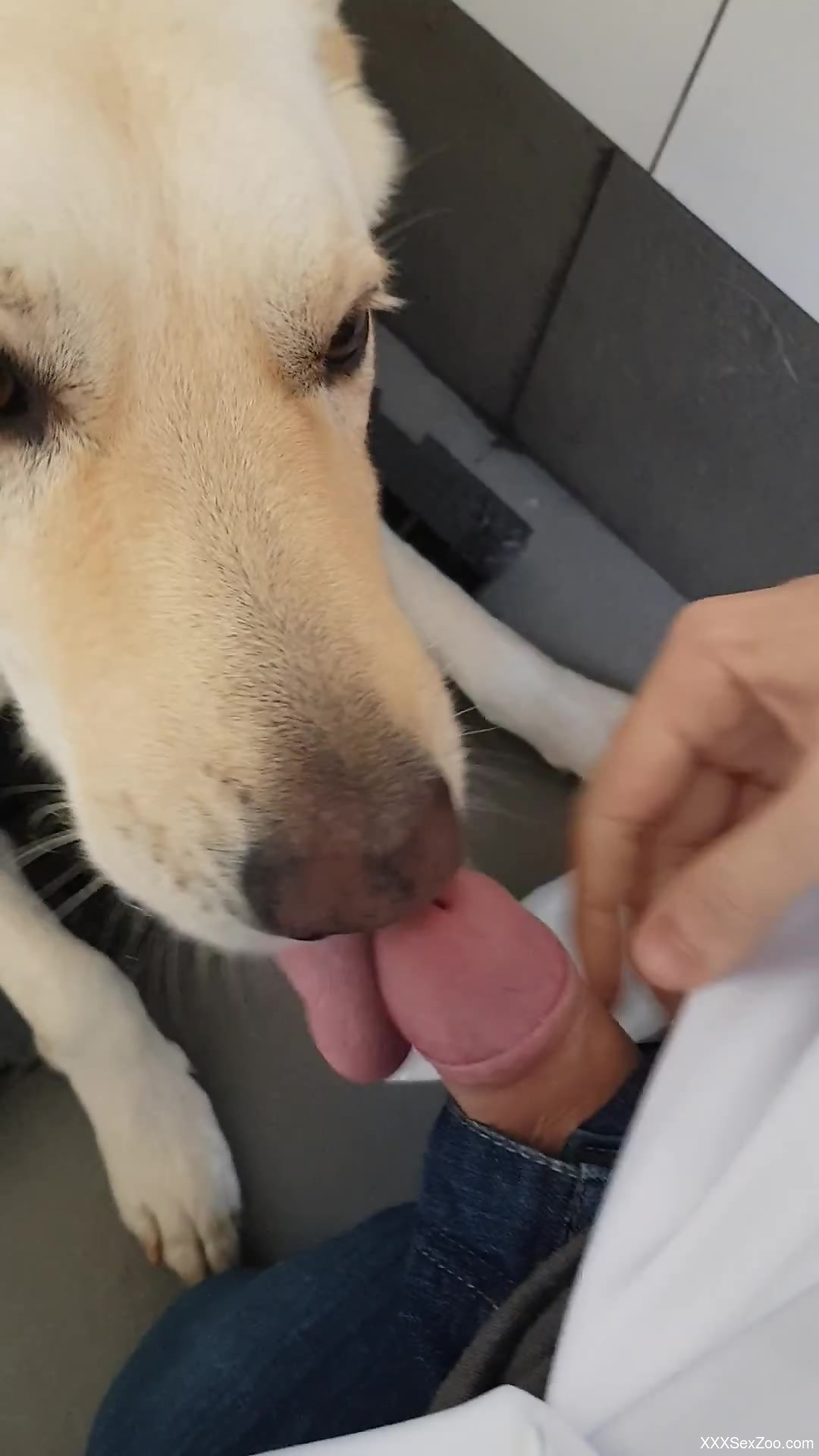 Dog Licks My Dick