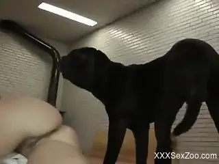 Black dog with a hard cock creampies a blonde