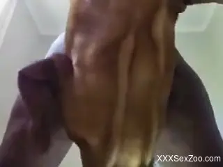 Black babe with a wet slit fucked by a kinky dog