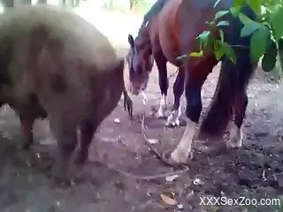 Well-endowed stallion fucking a horny animal from behind