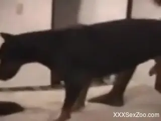 Fishnets-wearing hottie gets licked and fucked by a dog