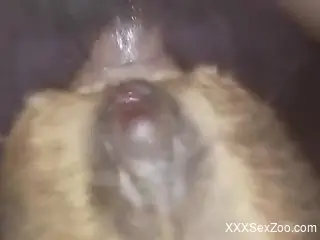 Dude drilling an animal's tight hole in a POV vid