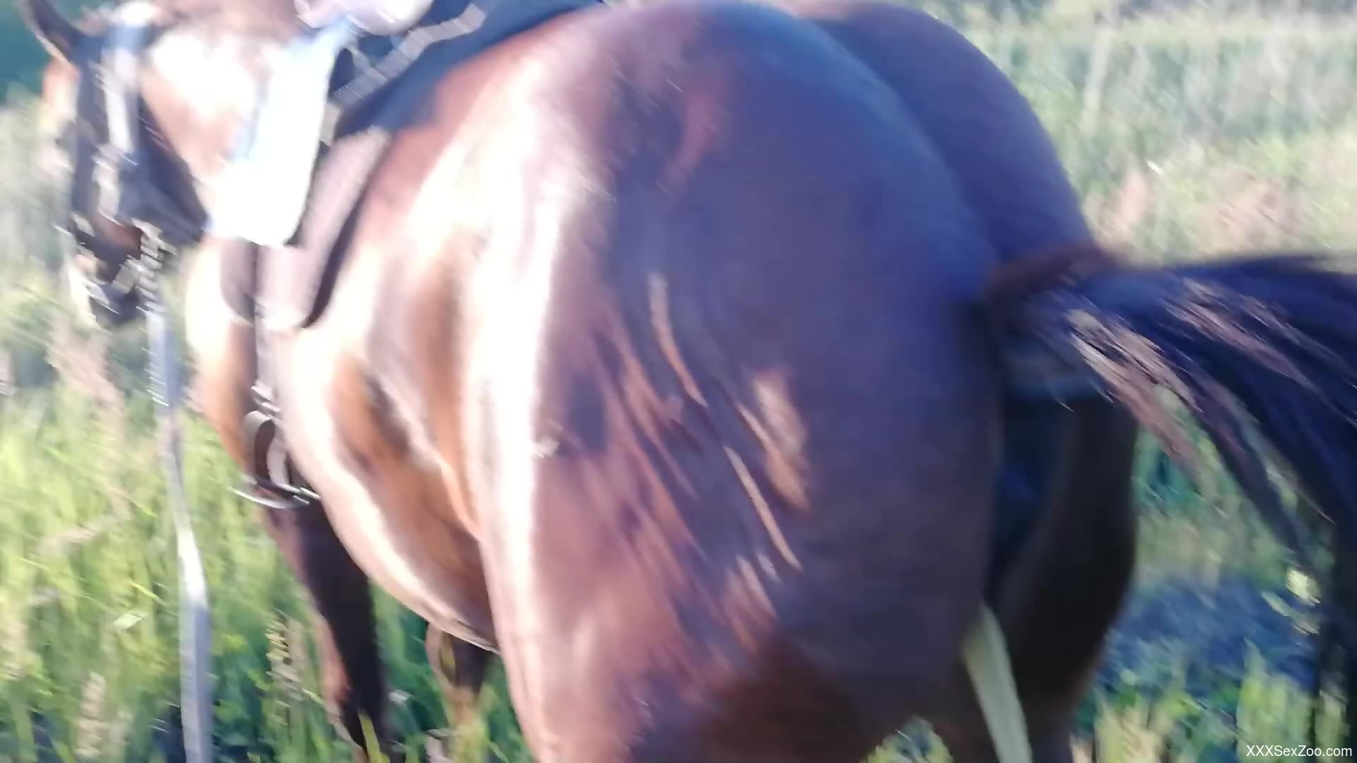 Sexy horse showing off its oozing pussy on camera - XXXSexZoo.com