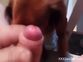Uncut dick getting licked by a dog in a POV video