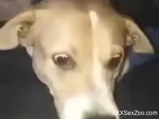 Goofy-looking dog getting pleasured for the camera