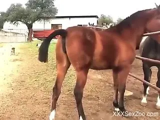 Sexy horses flirting with each other on camera