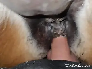 Close-up POV fuck scene with a very sexy mare pussy