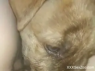 Sexy animal with gorgeous eyes eating pussy in POV