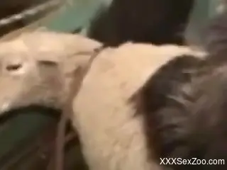 Tatted-up zoophile MILF fucked by a really big beast