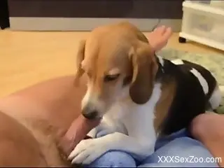 Dude gets a nice, sloppy blowjob from an adorable puppy