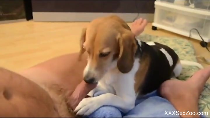Dude gets a nice, sloppy blowjob from an adorable puppy - XXXSexZoo.com