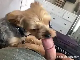 Sexy dog licking a guy's cock in a POV porno movie