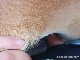 Passionate bestiality scene with an unforeseen ending