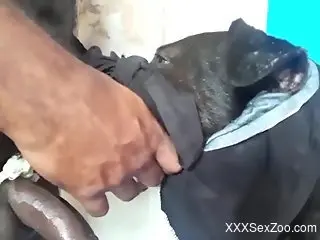 Sexy animal takes a huge load after violent oral