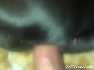 Dude's hard dick exploring the depths of that pussy