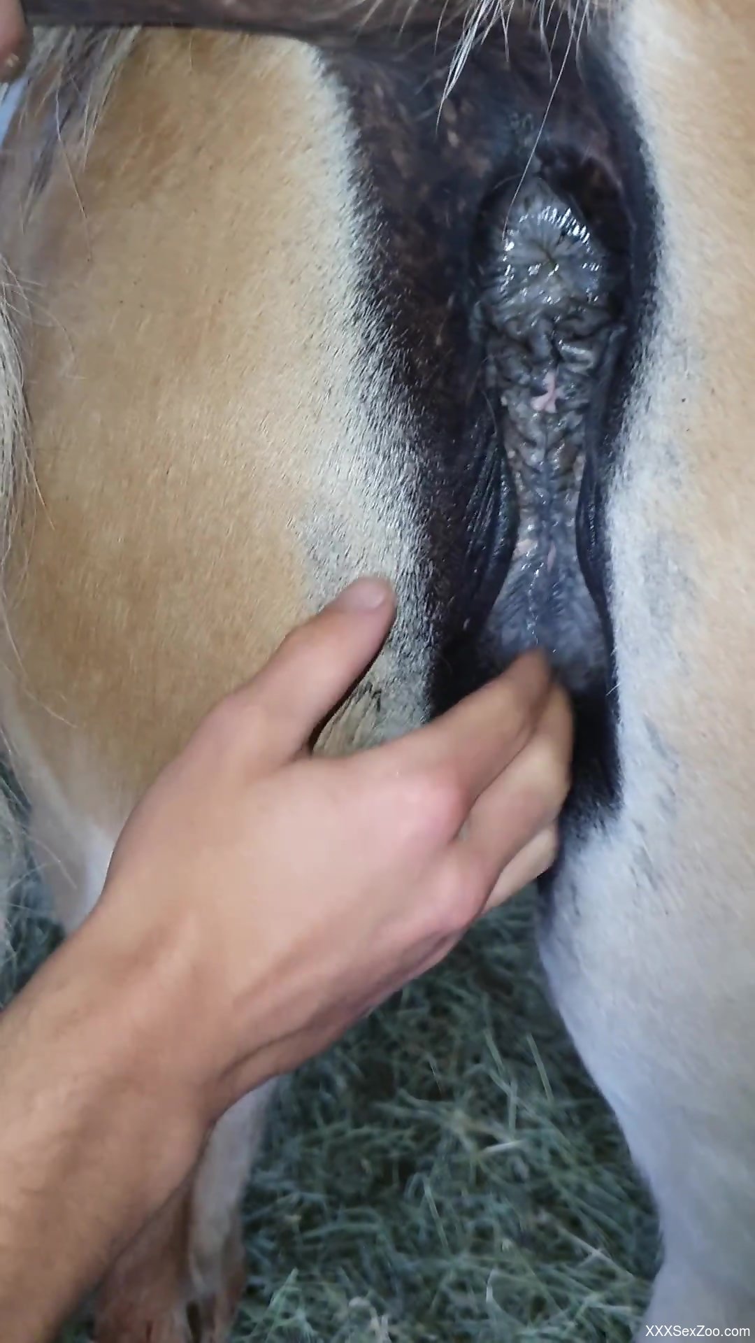 Horny guy finger fucks his female horse in harsh modes