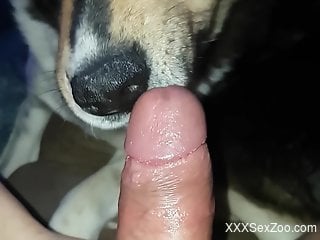 Dog licks man's penis when he tries to jerk off