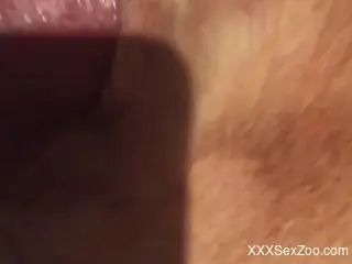 Man deep fucks his cow and cums on its fur