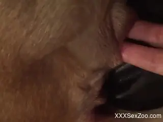 Horny man finger fucks his animal in a crazy home scene