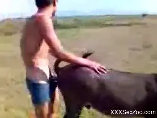 Naked dude roughly fucks a cow in a nasty outdoor scene