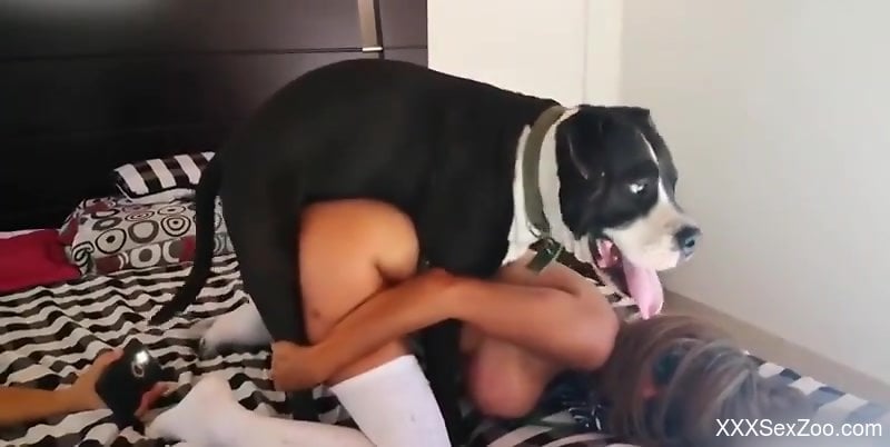 Dog Chut Xxx - Sexy woman with huge tits, first cam show with a dog - XXXSexZoo.com