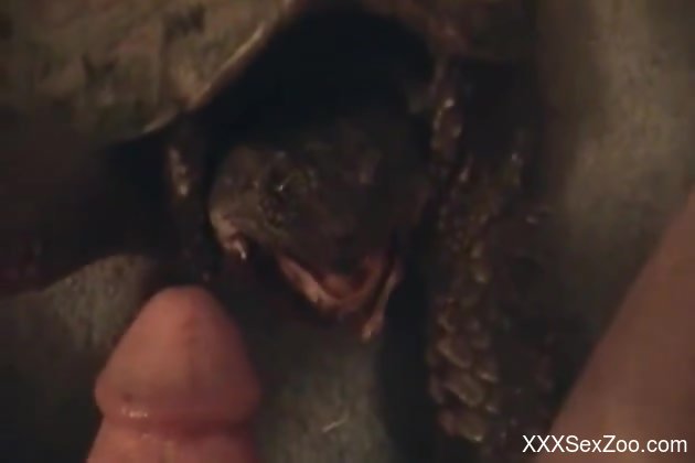 Dude gets a nice blowjob from a turtle in POV 