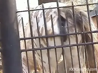 Overeager mare pressing her hot pussy against cold steel