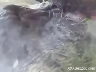Sexy animal readying its hole for hardcore zoo sex